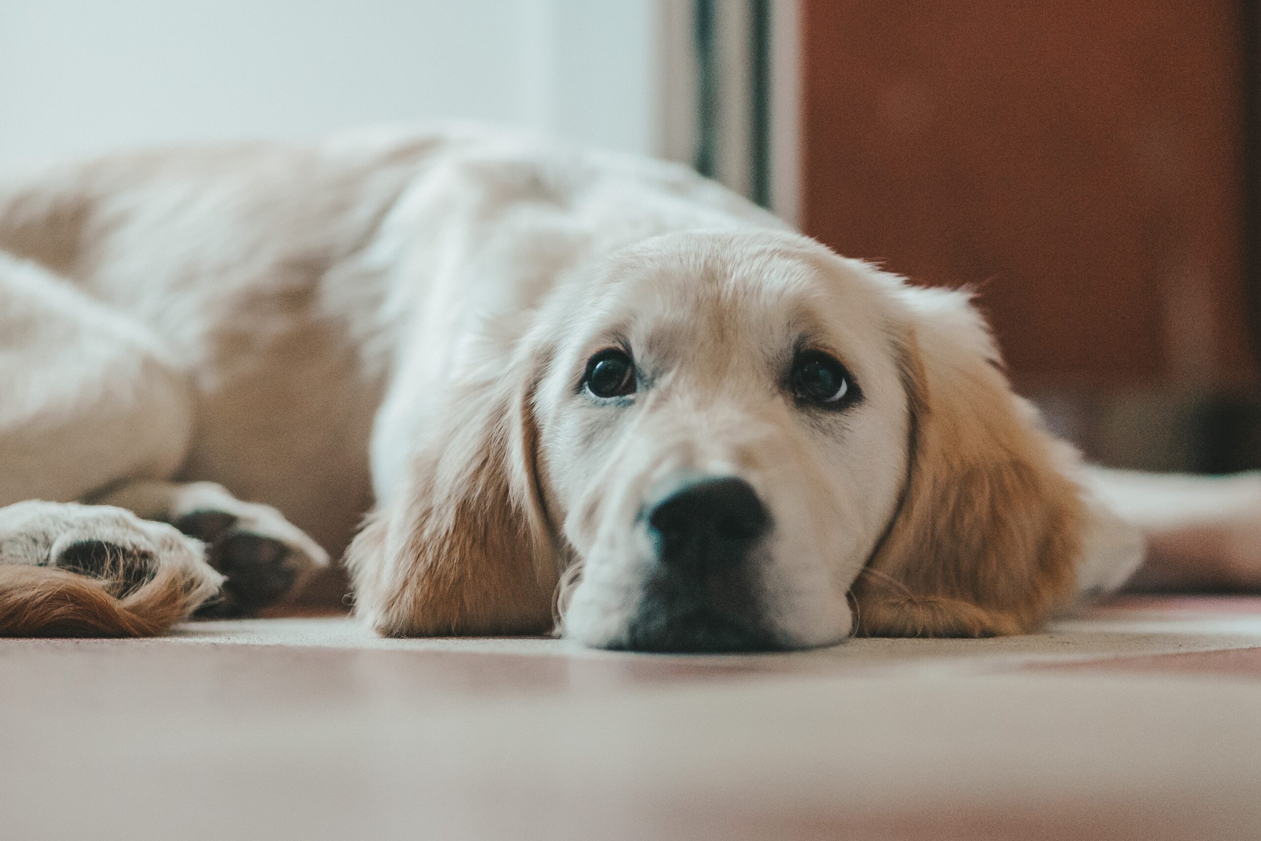 fair damages golden retriever